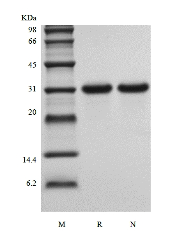 SDS-PAGE of GammaBind G Type 2