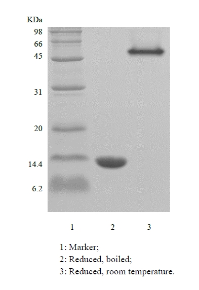 SDS-PAGE of Recombinant Streptavidin