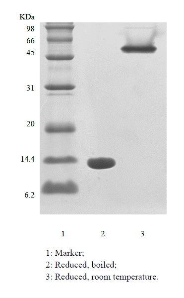 SDS-PAGE of Recombinant Streptavidin, Liquid