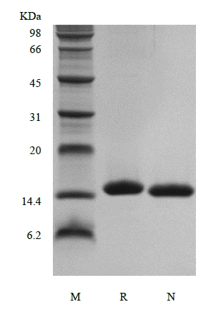 SDS-PAGE of Recombinant Human Interleukin-2 Cys125Ser