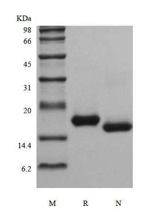 SDS-PAGE of Recombinant Human Interleukin-7