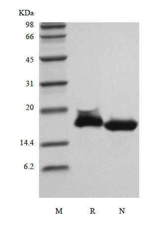 SDS-PAGE of Recombinant Human Interleukin-20