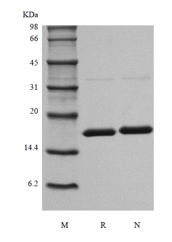 SDS-PAGE of Recombinant Human Interleukin-31