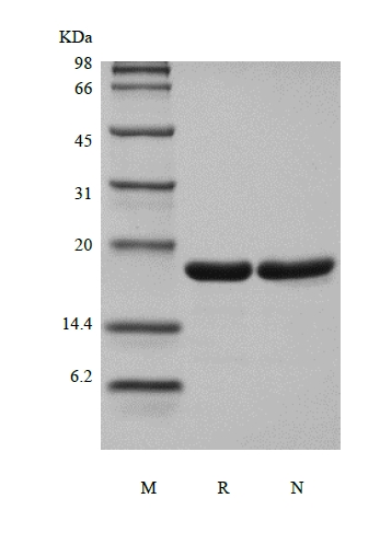 SDS-PAGE of Recombinant Human Interleukin-33