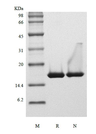 SDS-PAGE of Recombinant Human Interleukin-36 beta, 153a.a.