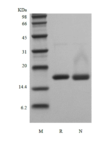 SDS-PAGE of Recombinant Human Interleukin-36 gamma, 152a.a.