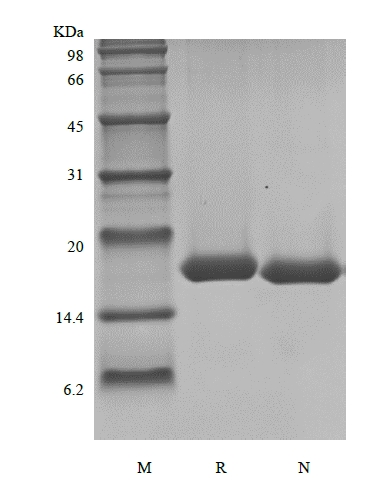 SDS-PAGE of Recombinant Human Granulocyte Colony Stimulating Factor