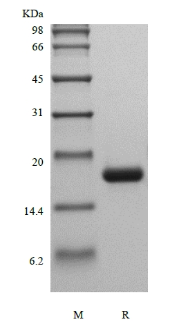 SDS-PAGE of Recombinant Human Macrophage Colony-stimulating Factor