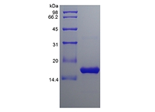 SDS-PAGE of Recombinant Human B cell Activating Factor/TNFSF13B
