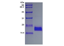 SDS-PAGE of Recombinant Human Endothelial-Monocyte  Activating Polypeptide II