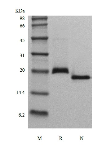 SDS-PAGE of Recombinant Human soluble Receptor Activator of Nuclear Factor kappa-B Receptor/TNFRSF11A