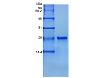 SDS-PAGE of Recombinant Human TNF Ligand-related Molecule 1/TNFSF15