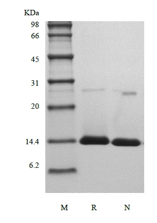 SDS-PAGE of Recombinant Human Activation-induced TNFR member Ligand/TNFSF18