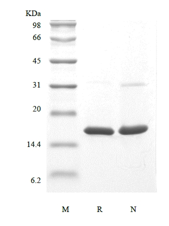 SDS-PAGE of Recombinant Human Basic Fibroblast Growth Factor