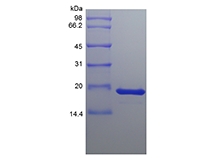 SDS-PAGE of Recombinant Human Fibroblast Growth Factor 4