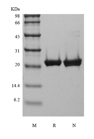 SDS-PAGE of Recombinant Human Fibroblast Growth Factor 9