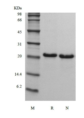 SDS-PAGE of Recombinant Human Fibroblast Growth Factor 21