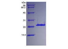 SDS-PAGE of Recombinant Human Insulin-like Growth Factor-Binding Protein 3