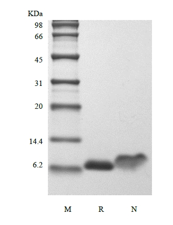 SDS-PAGE of Recombinant Human Insulin-like Growth Factor-1, 15N Stable Isotope Labeled