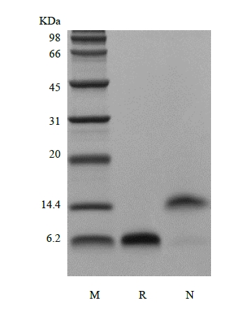 SDS-PAGE of Recombinant Human Epidermal Growth Factor, 1-51a.a.