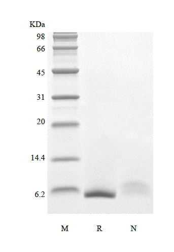 SDS-PAGE of Recombinant Human Epiregulin