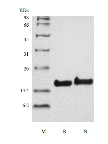 SDS-PAGE of Recombinant Human Amphiregulin