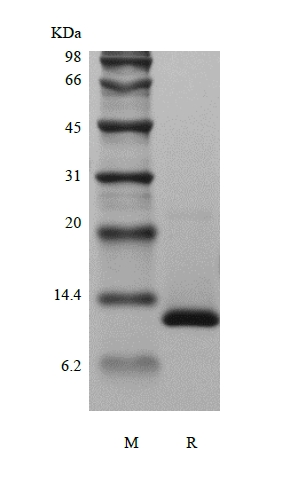 SDS-PAGE of Recombinant Human Transforming Growth Factor - beta 2
