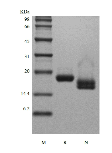 SDS-PAGE of Recombinant Human Interferon-alpha1a