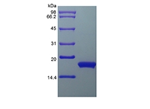 SDS-PAGE of Recombinant Human Interferon-alpha2a