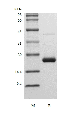 SDS-PAGE of Recombinant Human Interferon-alpha2b, Ecoli.