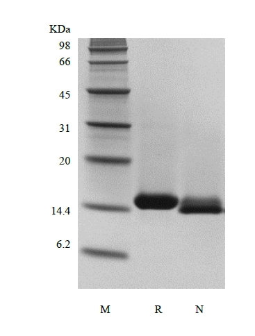 SDS-PAGE of Recombinant Human Neurotrophin-4