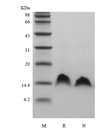 SDS-PAGE of Recombinant Human Betacellulin