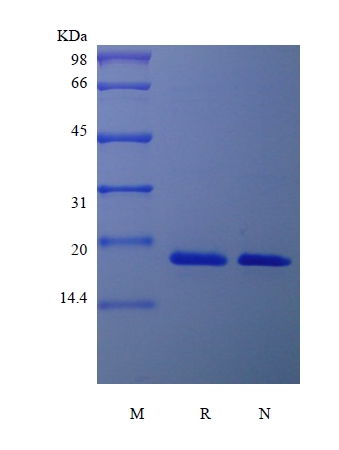 SDS-PAGE of Recombinant Human Pleiotrophin