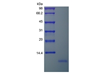 SDS-PAGE of Recombinant Human Neuritin