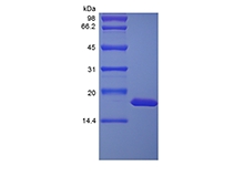 SDS-PAGE of Recombinant Rhesus Macaque Interleukin-1 alpha