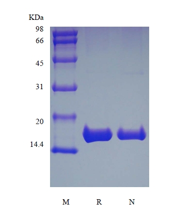 SDS-PAGE of Recombinant Rhesus Macaque Interleukin-1 beta