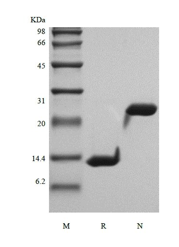 SDS-PAGE of Recombinant Rhesus Macaque Interleukin-5