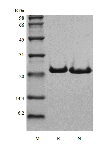 SDS-PAGE of Recombinant Rhesus Macaque Interleukin-6