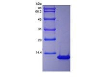 SDS-PAGE of Recombinant Rhesus Macaque Interleukin-8/CXCL8