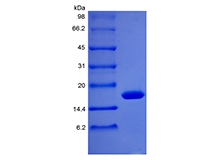 SDS-PAGE of Recombinant Rhesus Macaque Granulocyte Colony Stimulating Factor