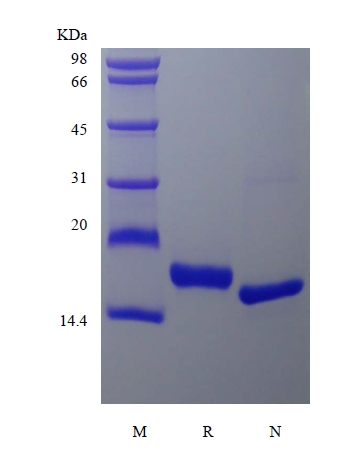 SDS-PAGE of Recombinant Rhesus Macaque Fms-related Tyrosine Kinase 3 Ligand