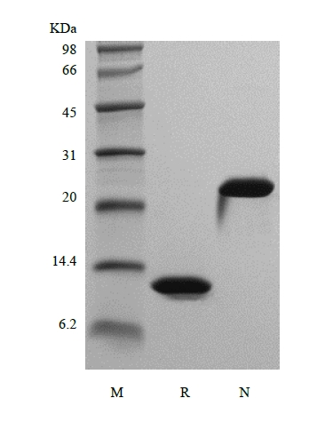 SDS-PAGE of Recombinant Murine Interleukin-5