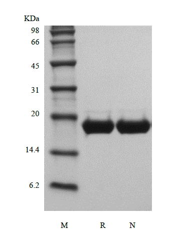 SDS-PAGE of Recombinant Murine Interleukin-11