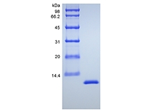 SDS-PAGE of Recombinant Murine Interleukin-13