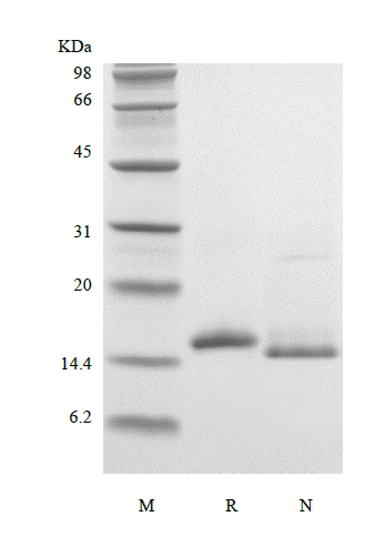 SDS-PAGE of Recombinant Murine Interleukin-16