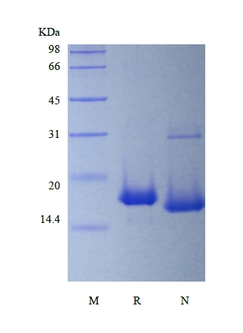 SDS-PAGE of Recombinant Murine Interleukin-19