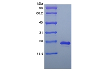 SDS-PAGE of Recombinant Murine Interleukin-33