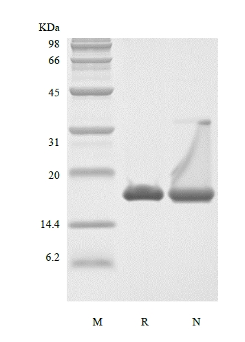 SDS-PAGE of Recombinant Murine Interleukin-36 gamma, 152a.a.