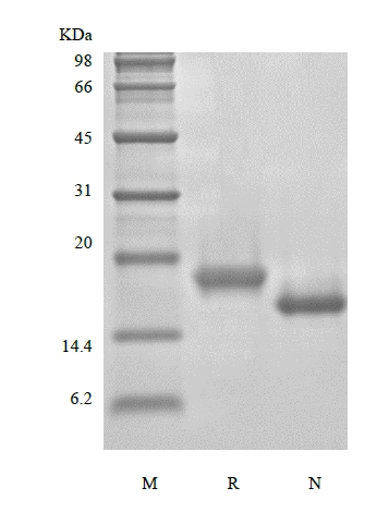 SDS-PAGE of Recombinant Murine Thrombopoietin