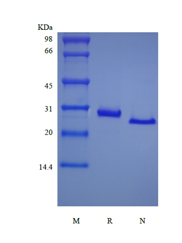 SDS-PAGE of Recombinant Murine soluble Tumor Necrosis Factor Receptor Type II/TNFRSF1B